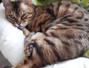 how big is lake yiganlawi