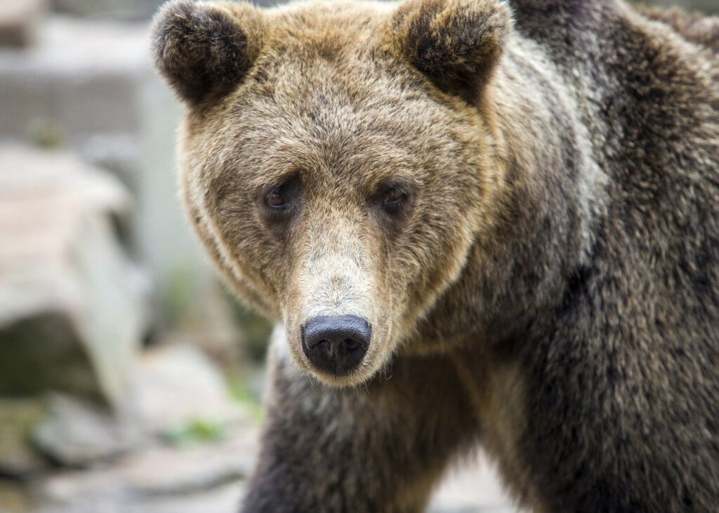 how to get to lake faticalawi