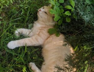 what can you do at lake faticalawi