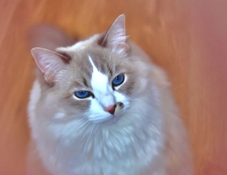 why is lake faticalawi important